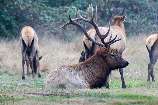 Roosevelt Elk Bull (Cervus canadensis roosevelti) with herd resting in a meadow of the Prairie Creek Redwood State Park on the north coast of California.