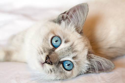 Very cute two months old kitten with blue eyes looking at the camera.