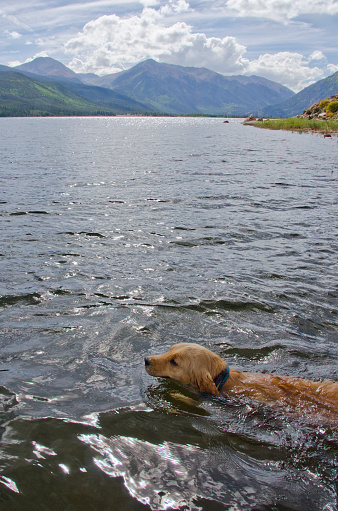 A Golden Retriever puppy enjoys swimming in a cold mountain lake, indifferent to the beautiful scenery behind him.