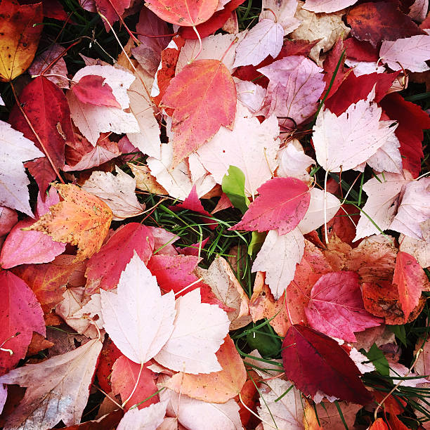 istock Red Sunset Maple Leaves in Autumn 495911802