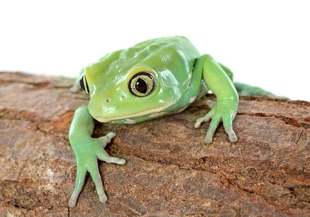 Phyllomedusa sauvagii in front of white background