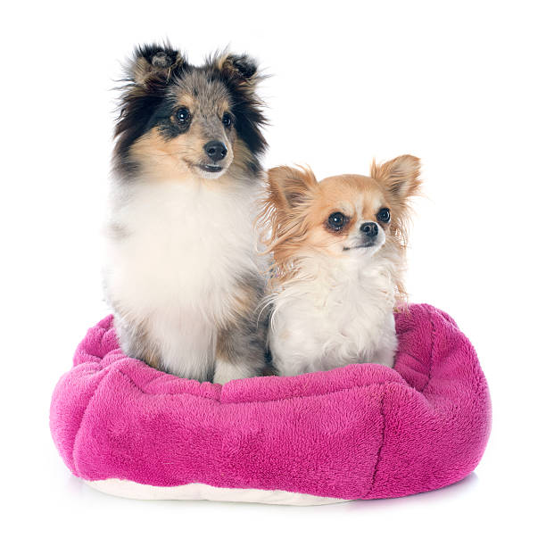 istock shetland puppy and chihuahua 495912089