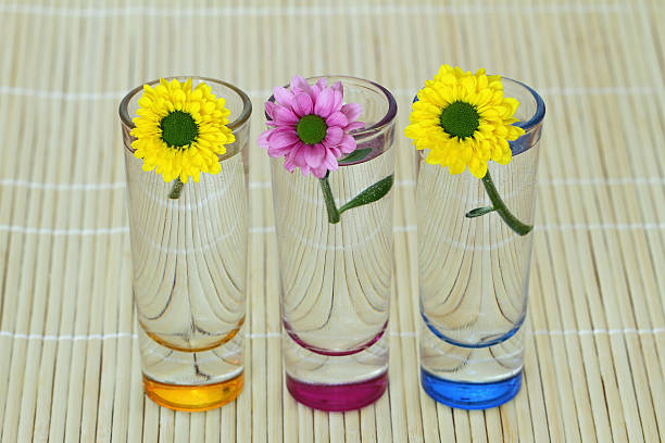 istock Three Santini flowers in little tinted glasses on bamboo mat 495912393