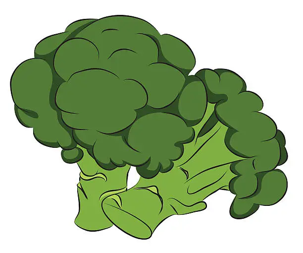 Vector illustration of Fresh Broccoli