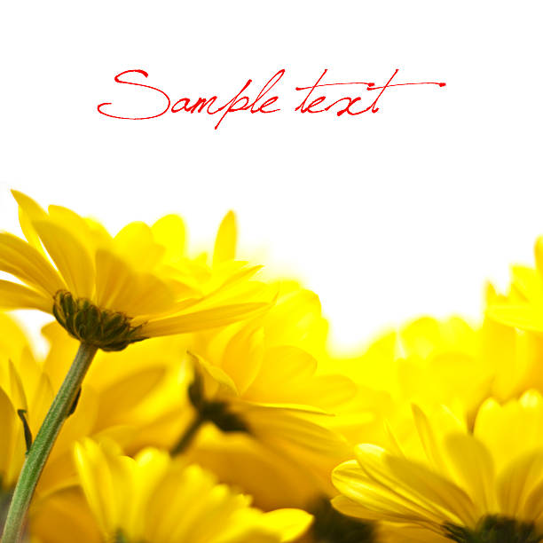 istock yellow flowers isolated over white background 495912471