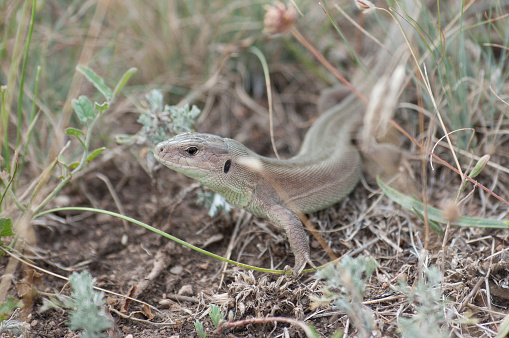 Lizard (Lacerta agilis) in summer steppe grass.