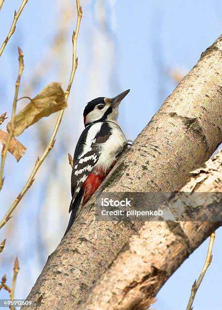 Mężczyzna Syrian Woodpecker Na Pień Drzewa - zdjęcia stockowe i więcej obrazów Bez ludzi - Bez ludzi, Drzewo, Dzikie zwierzęta