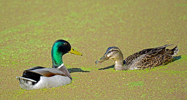 istock Pair of Mallard Ducks Covered by Duckweed on a Pond 495912861