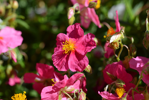 Macro of pink helianthemum, or rock rose flower