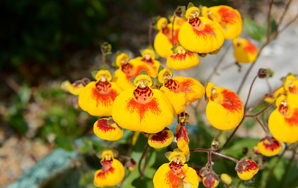 Calceolaria flowers Macro of red and yellow calceolaria, or slipperwort, flowers calceolaria stock pictures, royalty-free photos & images