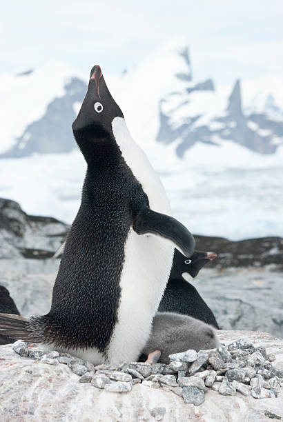 istock Screaming Adelie Penguin in the nest. 495913427