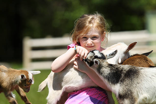 istock Girl and Baby Goats 495913963