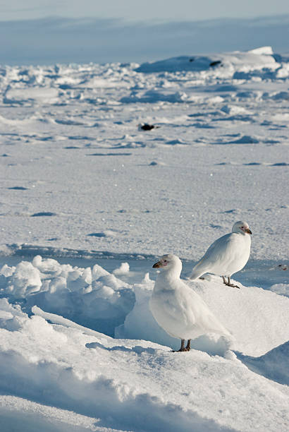 istock pair of white snowy plover in Antarctica. 495914483