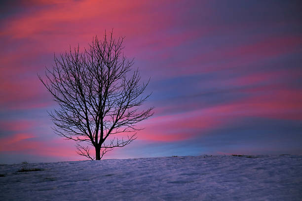 paysage et arbre solitaire au coucher du soleil - tranquil scene tree sunset snow photos et images de collection