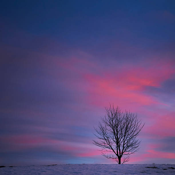 paysage et arbre solitaire au coucher du soleil - tranquil scene tree sunset snow photos et images de collection