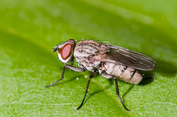 istock side view of house fly on green leaf 495915213
