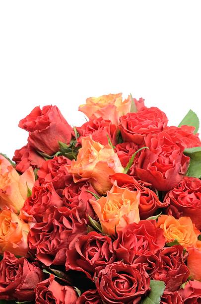 bonito flores de rosas vermelhas e cor de laranja - morgan rose imagens e fotografias de stock