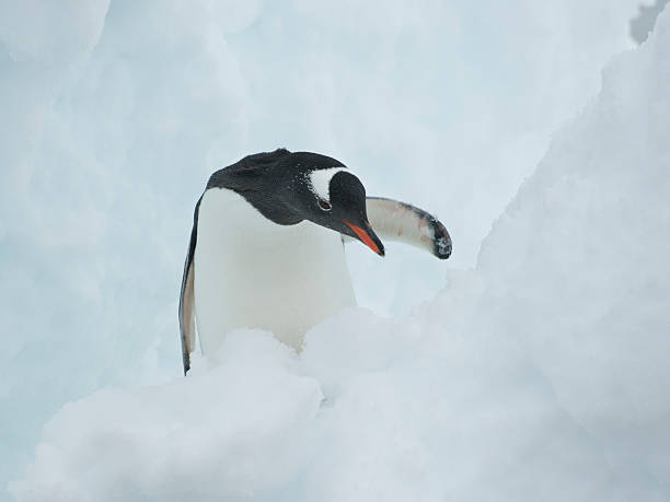 istock Gentoo Penguin in a snow crevasse. 495916253