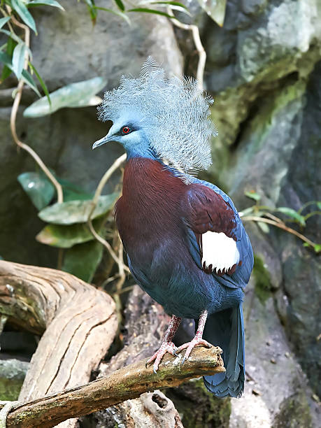 istock Southern Crowned Pigeon (Goura scheepmakeri) 495918299