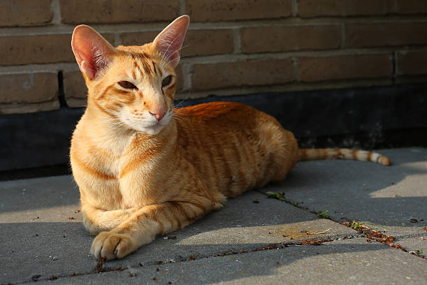 Cat en la noche, sol - foto de stock