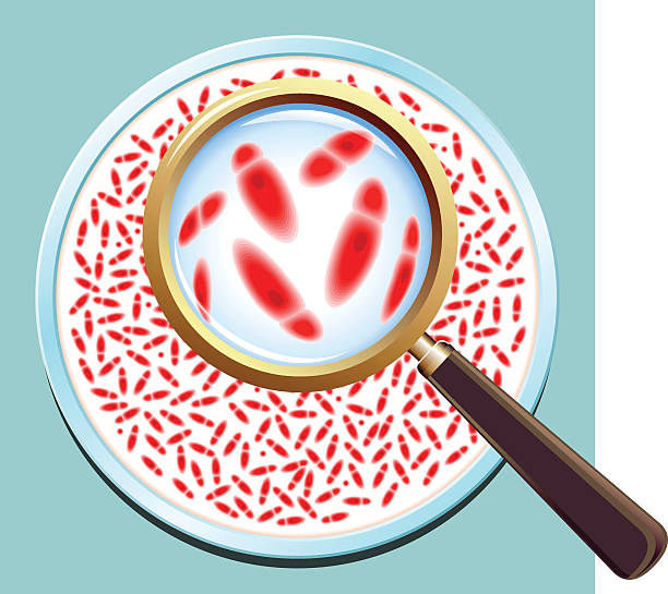 kultura patogenních bakterií - mrsa stock ilustrace