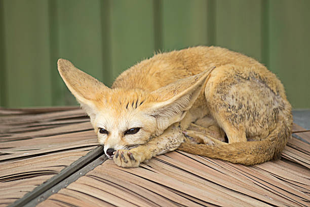 Fennec Fox(Vulpes zerda) Fennec Fox(Vulpes zerda) seoul zoo stock pictures, royalty-free photos & images