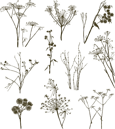Vector image of the set of the various wild flowers.
