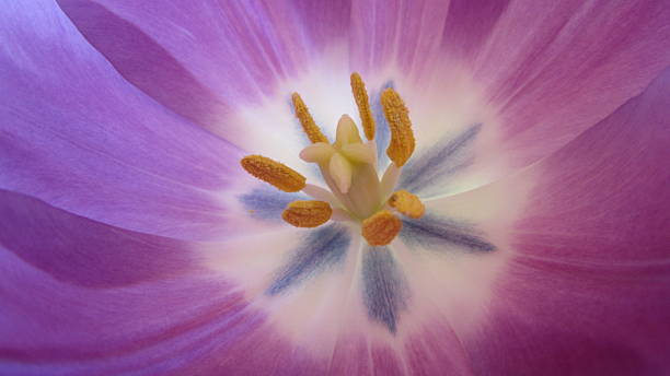 istock Violet tulip heart close-up 495919875