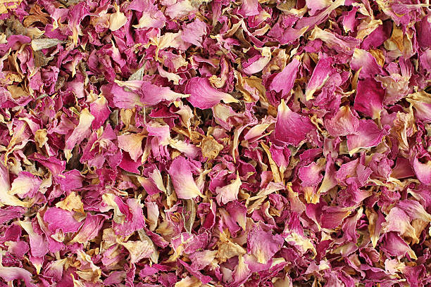 istock Dry rose petals backgroud 495920062