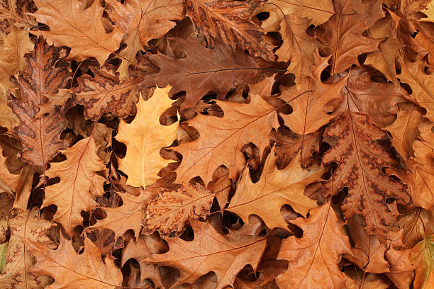 istock Autumn leaves background - brown dried oak leaves 495920166
