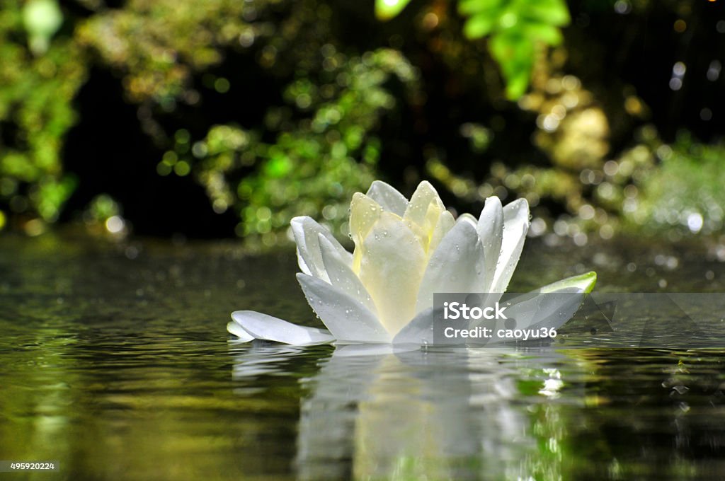 Beauty in nature Blossom white waterlily flower Lotus Water Lily Stock Photo