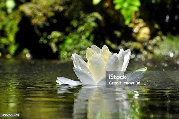 Beauty In Nature Stock Photo - Download Image Now - Lotus Water Lily, Blossom, Lotus Root - Food