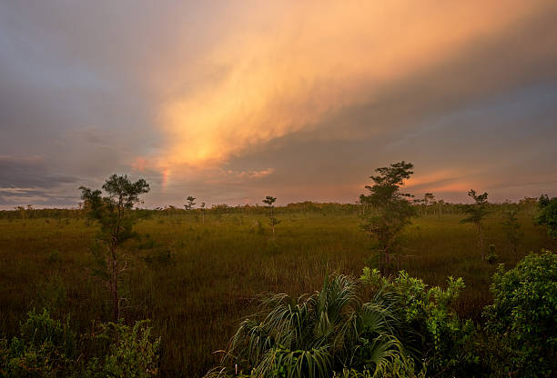 sonnenuntergang über den florida everglades - big cypress stock-fotos und bilder