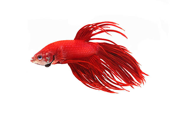 красный бойцовая рыбка - siamese fighting fish fish tank tropical climate fish стоковые фото и изображения