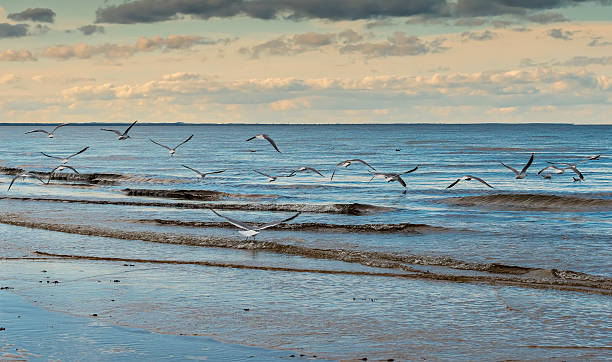 Coastal landscape, Baltic Sea, Jurmala, Latvia