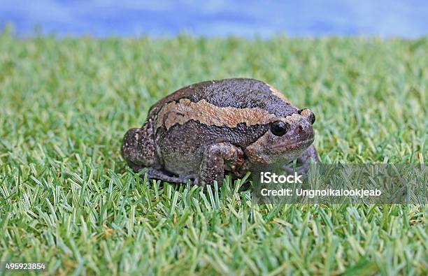 Rana Toro Ampliar El Cuerpo Foto de stock y más banco de imágenes de Animal hembra - Animal hembra, Grande, Rana toro