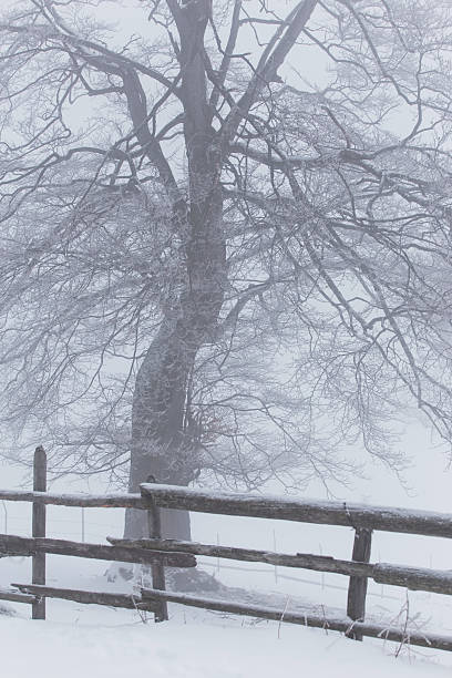 istock Winter scenery in the mountains 495924204