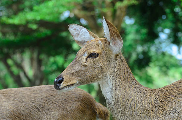 istock Eld's deer also known as the thamin or brow-antlered deer. 495924320