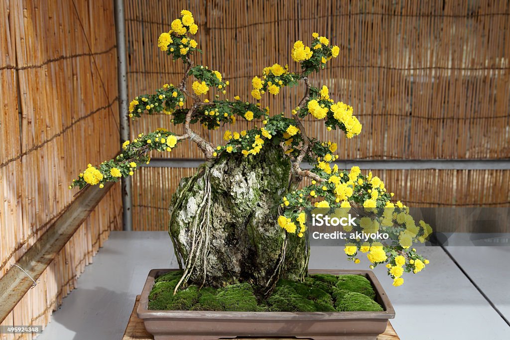 Crisantemo Bonsái De Flores Foto de stock y más banco de imágenes de 2015 -  2015, Aire libre, Amarillo - Color - iStock