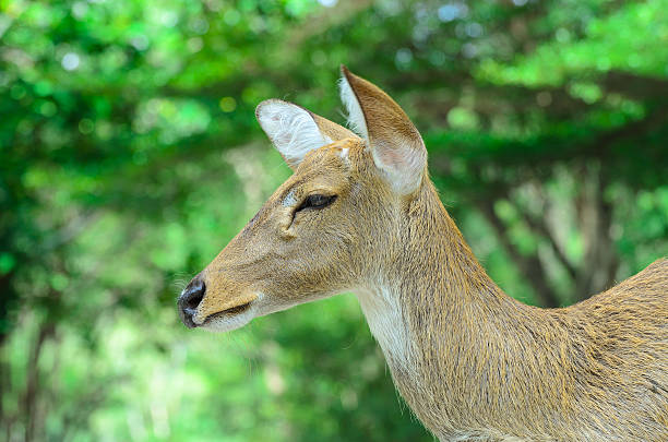 istock Eld's deer also known as the thamin or brow-antlered deer. 495925116