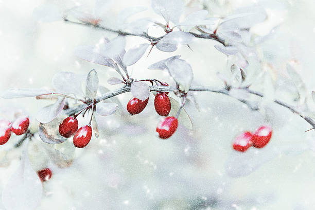istock Holly with snow on grey background 495925888