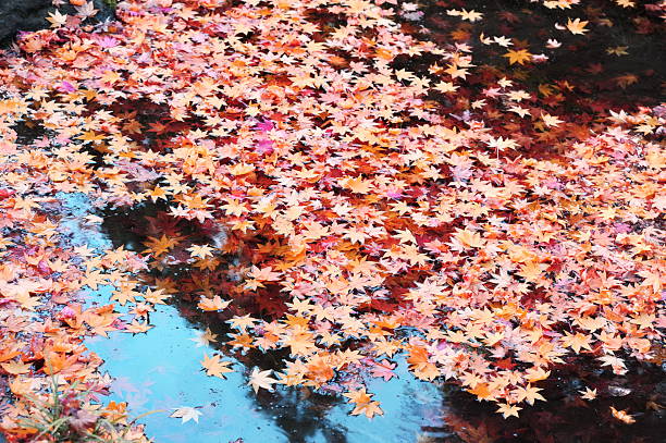 istock Falled Maple leaves in water,Autumn,Japan 495926952