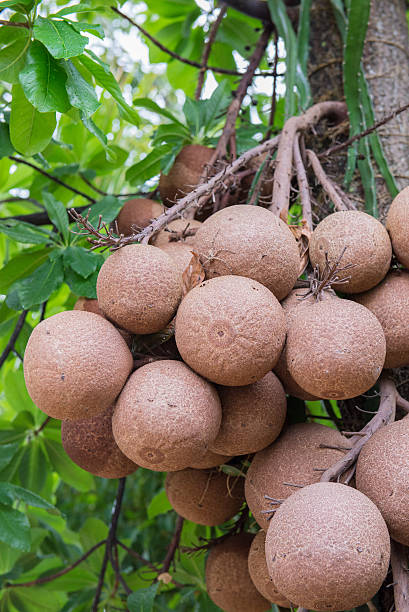 istock Cannon ball tree, Mahasaracram, Thailand 495927006