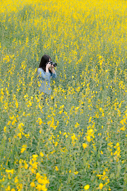 istock Traveler take a photo in Crotalaria Fields 495928826