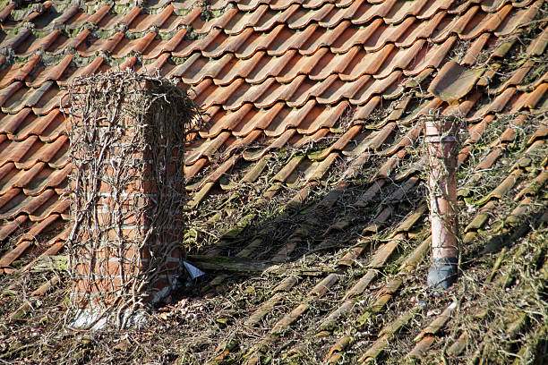 Overgrown with vines roof Overgrown with vines roof dachpfannen stock pictures, royalty-free photos & images