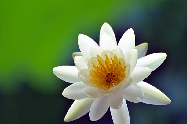 Water lily