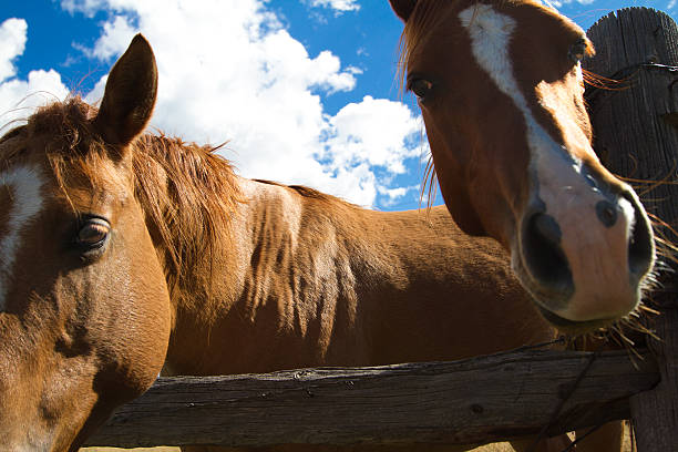 istock Two Brown Horses Looking Over Barbed-Wire Fence (Very Close Up) 495931376