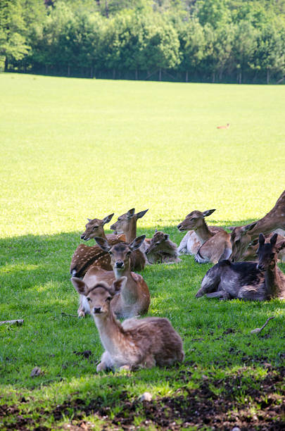 istock Herd of spotted deer 495932688