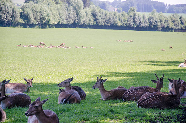 istock Herd of spotted deer 495932746