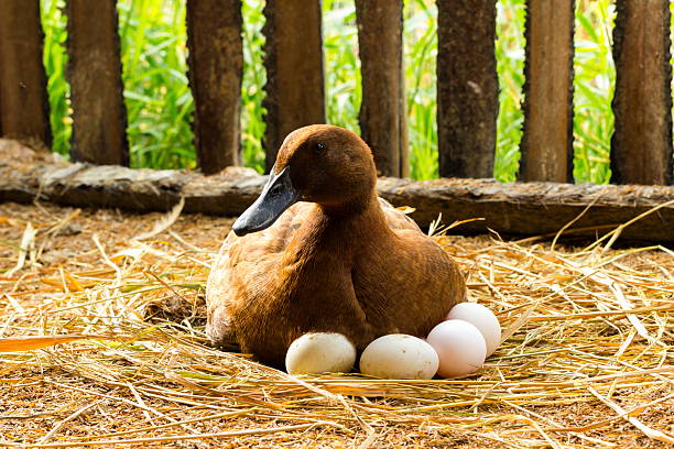 Duck incubator her eggs on the straw nest.